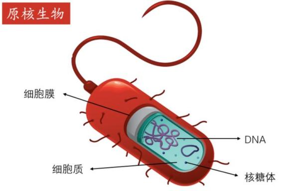yuanheshengwu.png