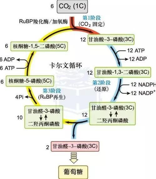 kaerwenxunhuan.png